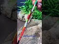 Live Wire Connection Technique Used By Professional Electricians #wire #shortvideo