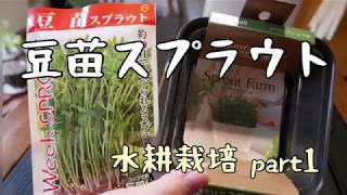 【スプラウトファーム】種から育てる！豆苗スプラウト水耕栽培part1