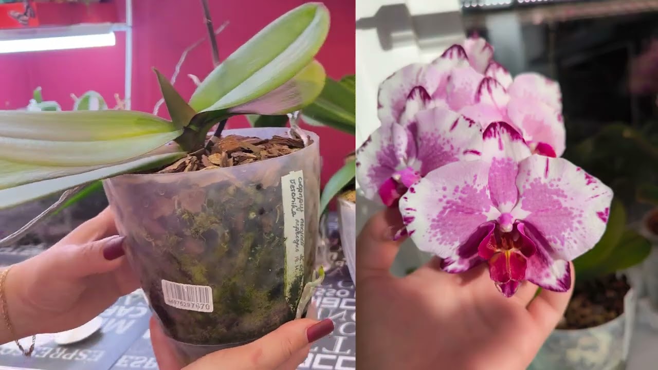 Обо всём, по порядку🌸🌸🌸. Прогуляемся, по коллекция. 🌷