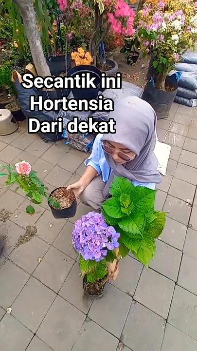 Biasanya cuma liat di video orang2 aja bunga hortensia, ternyata asli nya secantik ini #hortensia