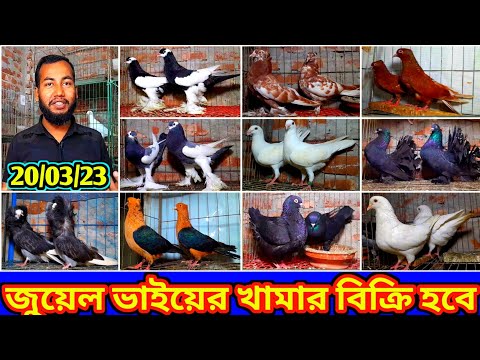 সস্তা দামে হাই কোয়ালিটি পটার বিউটি লক্ষ্যা কিং কোকা কবুতর কিনুন | ফেন্সি কবুতরের ভিডিও