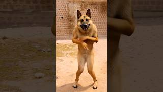 Dog crying dance #funny #comedy #dance #dog #fyp #foryou