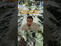 poniendo empeño para que está comunidad crezca 🫶🏻🫶🏻 #viral #nuevo #influencer
