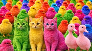 Tangkap Ayam Lucu Ayam Warnawarni Ayam Pelangi Kelinci Lucu Bebek Lucu Ikan Koi Hewan Lucu