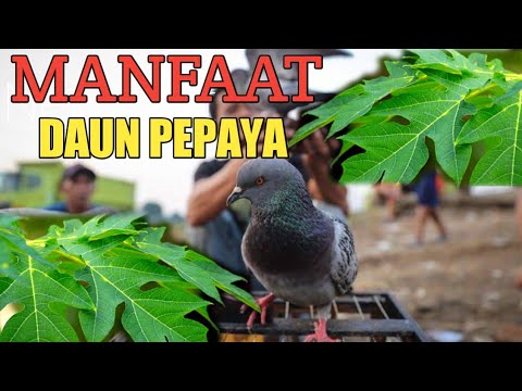 Manfaat Daun Pepaya Untuk Burung Merpati Manfaat Daun Pepaya Untuk Burung Merpati