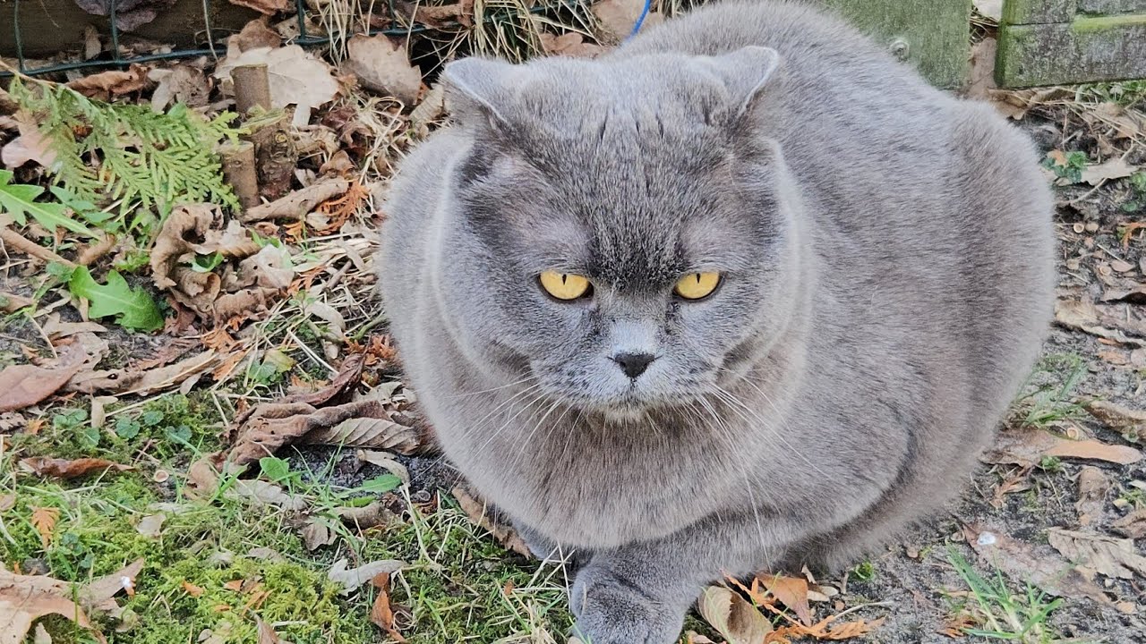 Что делает британский кот, когда просто гуляет