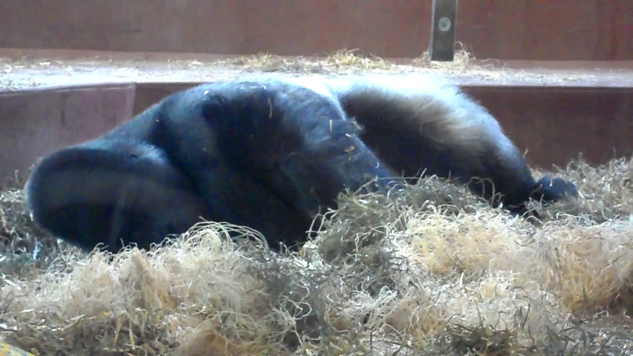 Gorilla Motuba, Philadelphia Zoo - YouTube