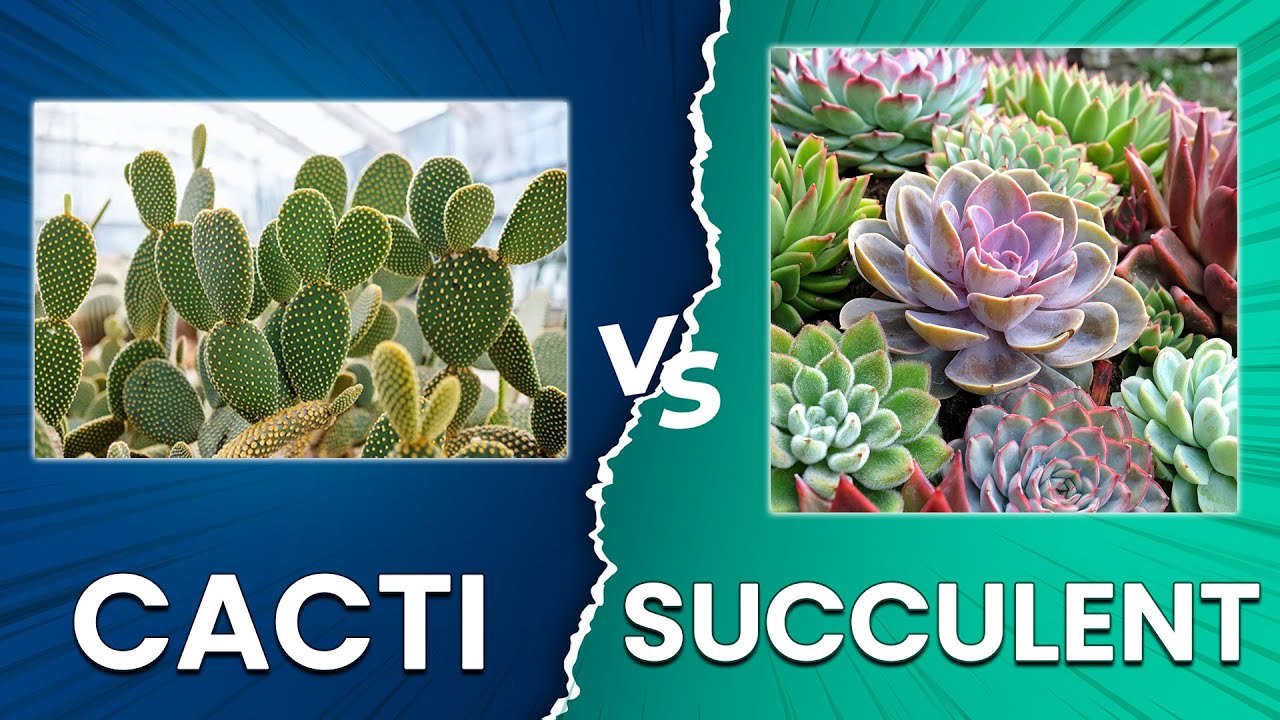 Cacti vs Succulent: Whats the Difference? (Which Should You Choose?)
