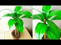 How to make artificial leaf plant for home decoration