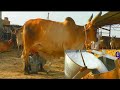 hand Milking|Kankrej Cow| Banni| Kundhi| Dosu Jat| Ahsan Bhurgri| Kankrej दूध दुहना| Buffalo Milking