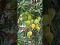 mango freshing the water #shortsfeed #visualreel #mango #visualreel #fruit #youtubetv #shorts  #vlog
