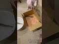 新鮮なエビが届いたので、スフィンクスほたてにも開封作業立ち会ってもらいました