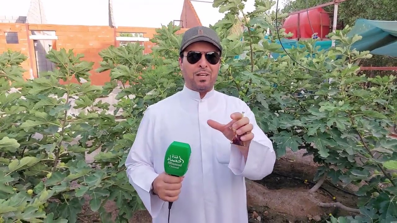 موسم التين الحقلي في مزرعة فرج المسافر في العبدلي   الكويت
