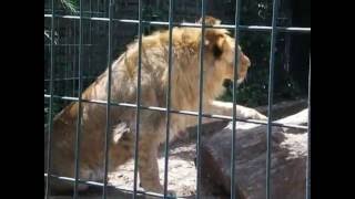 Lions in a Berlin Zoo