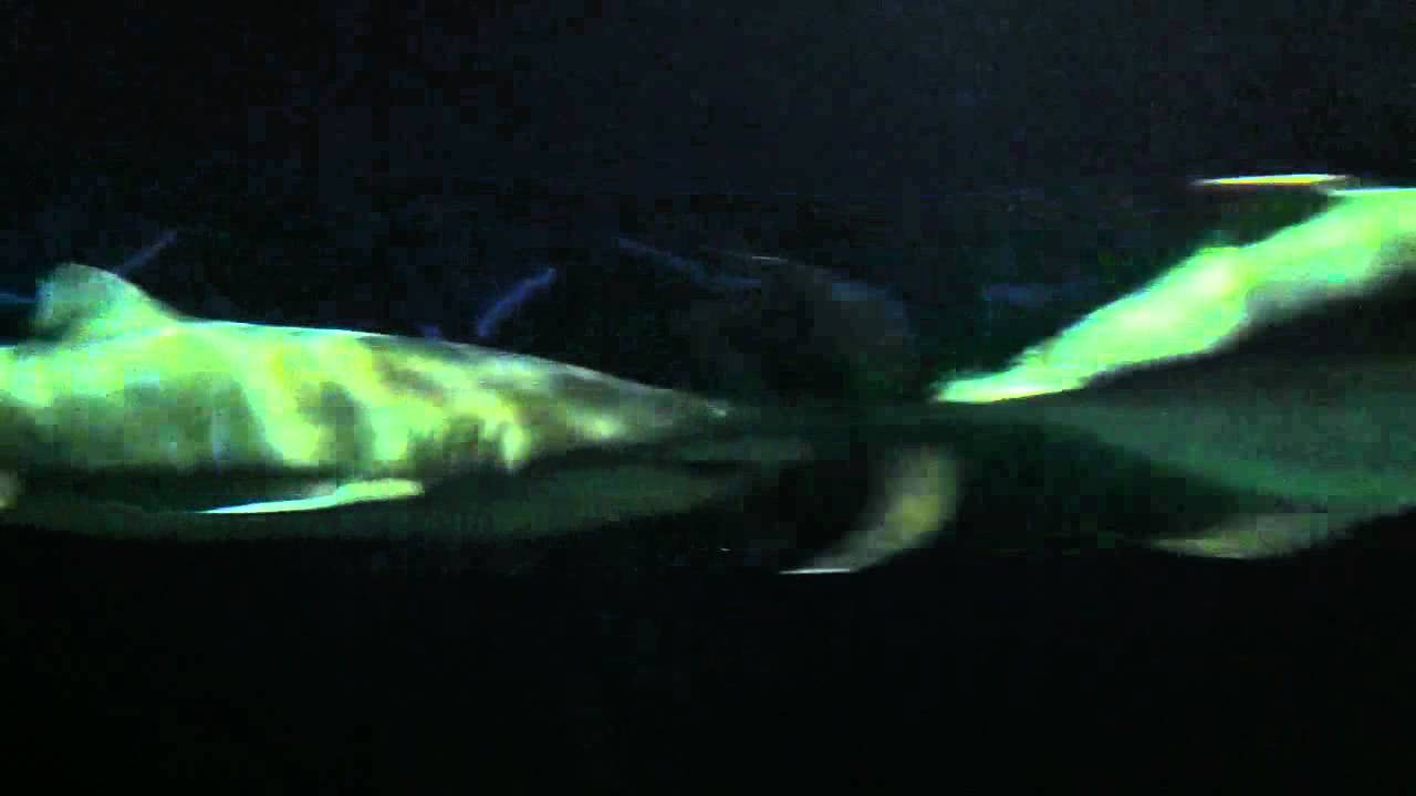 Baltimore Aquarium whale YouTube