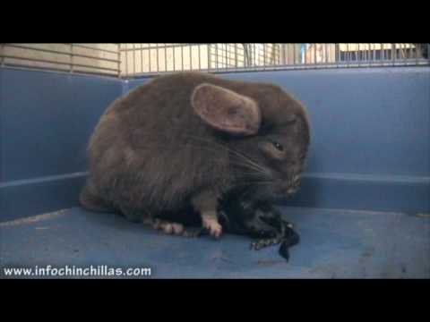 Video: Dificultad Para Dar A Luz En Chinchillas