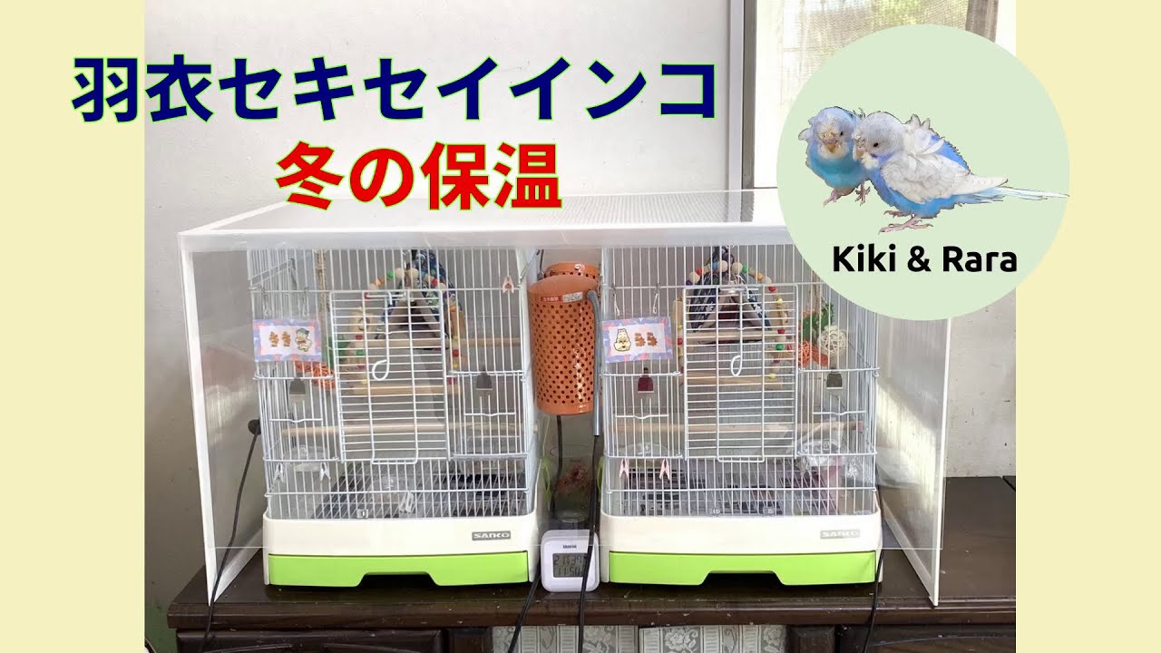 羽衣セキセイインコ 冬の保温 Hagoromo budgies keep warm in winter