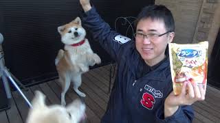 犬用おっとっとでスズちゃんのお手の特訓しました！