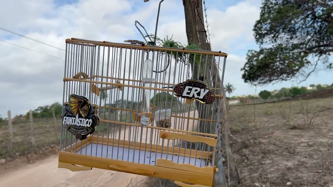 Fantástico N 6 DA TEM 2026