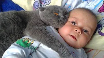 ¿Los gatos son cariñosos con los bebés humanos?