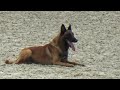 2022 igp cact russia 4 romantseva tatiana and klassik allert thrash malinois b96