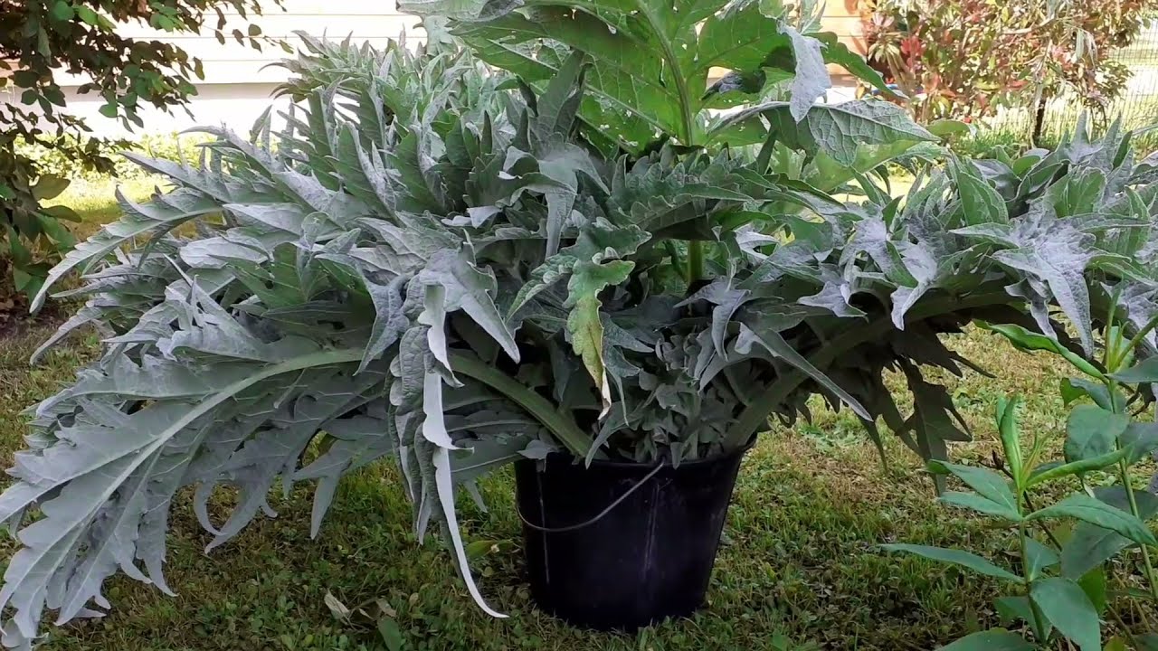 Préparer le cardon sans le faire blanchir avant récolte