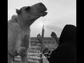 كل مشمس العصر قامت تمايل كل مشمس العصر قامت تمايل