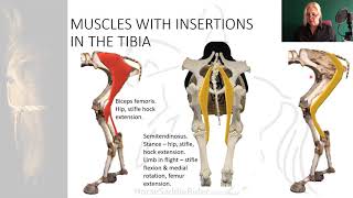 2.2.7 Joints & Muscles of the Equine Pelvic Limbs Horse Saddle Rider Course Anatomy Lecture