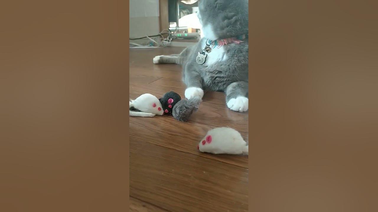 最近お気に入りのチュー助達🐀 YouTube