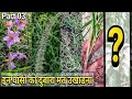 5 adbhut ayurvedic ghas jo hamare aas paas hoti hai  Part-03