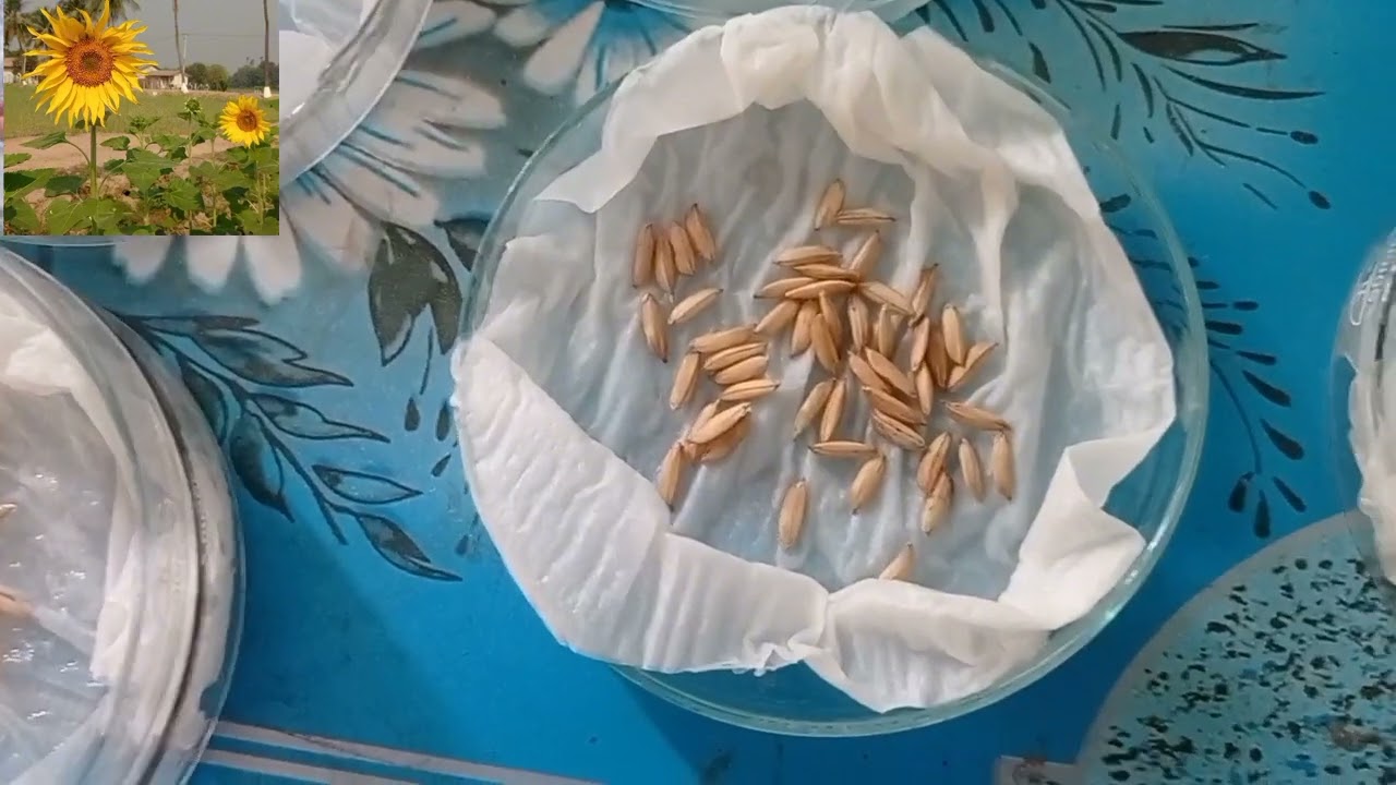 Germination in Rice Varieties Seeds