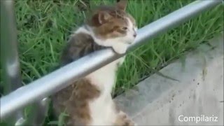 超搞笑影片!寵物貓咪爆笑場面大集合!