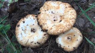 видео Ложный белый гриб (Горчак, Желчный гриб - Tylopilus felleus)