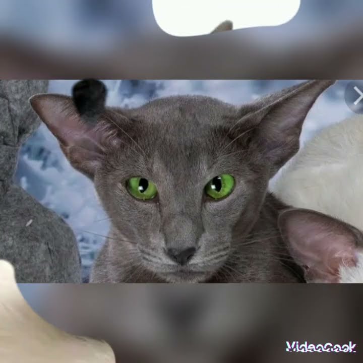 Фото серых Ориенталов.🧡🧡🧡 - YouTube
