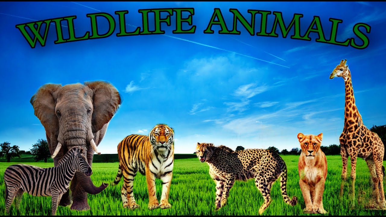wildlife amazing animal moments cute animals video for kids Animal