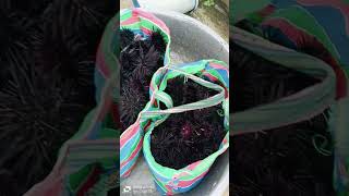 Panen Landak Laut #trending #bulubabi #landaklaut #tkwtaiwan #fypviral #shorts #fulong #rumputlaut