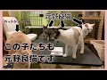 あの時の発情期放し飼い猫・野良猫さんまとめ