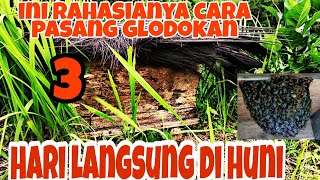 Cara memancing lebah liar dengan mudah