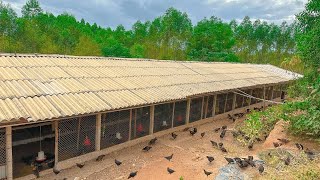 DIY 7x100m Chicken Coop Raises Millions of Chickens Every Year  AMAZING FARM