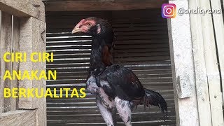 Ayam Pakhoy (Ciri Ciri Anakan Berkualitas)