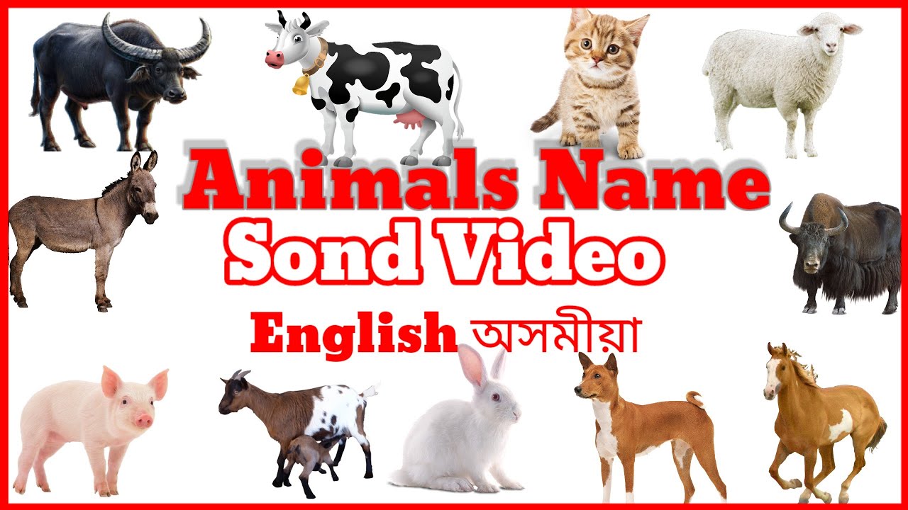 Domestic Animals Name In Assamese And English Domestic Animals Video domestic-animals-name-in-assamese-and-english-domestic-animals-video