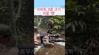 악어랑 싸우는 뱀 #그린아나콘다 #아나콘다 #snake #동물