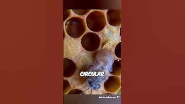 Why Honeycomb Cells Are Hexagonal? 🤔