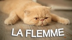 Parole De Chat Youtube