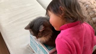 モンスターモフリストになりつつある娘から狙われる猫 ノルウェージャンフォレストキャット A cat targeted by the owner's daughter