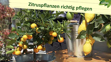 Wie groß wird ein Orangenbaum im Topf?