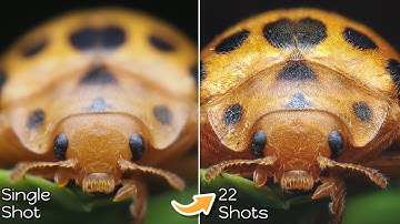How to Master Handheld Focus Stacking for Better Macro Photos