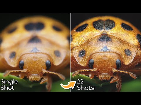 How to Master Handheld Focus Stacking for Better Macro Photos