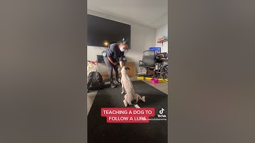 Teach your dog to follow a lure