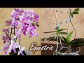 МОИ ОРХИДЕИ ЭКВЕСТРИС | Детки на орхидее | Equestris Wild Pink и Equestris (variation)